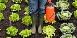 Utilizzo dei pesticidi