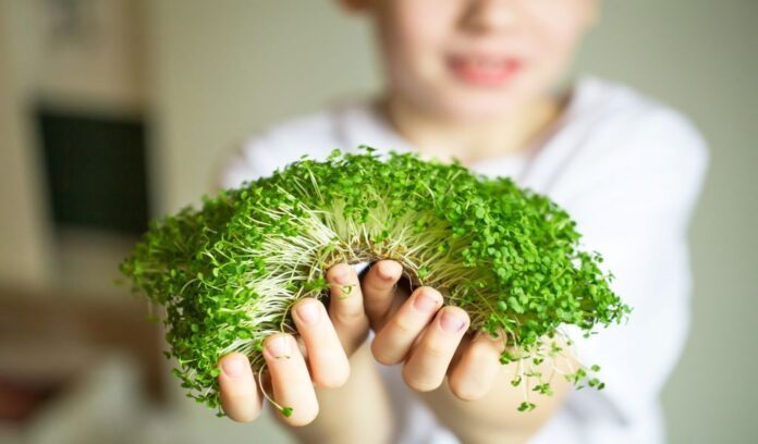 microgreens superfood