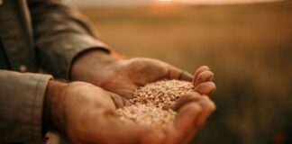 Arabinoxilani: da sottoprodotti a ingredienti funzionali per la salute e il controllo glicemico