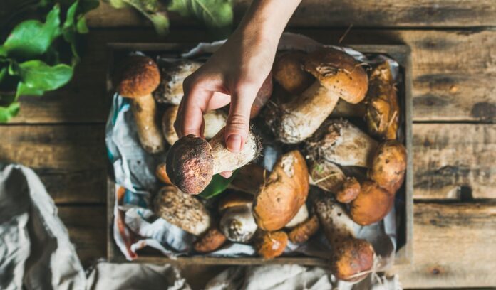 funghi,nutrizione,sostenibilità,proteine,fibre