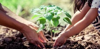 Quanto impatta la salute del suolo sulla nostra dieta?
