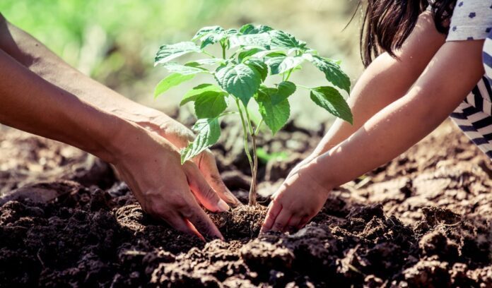 Quanto impatta la salute del suolo sulla nostra dieta?