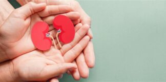 due mani che tongono in due reni stilizzati per la giornata mondiale del rene