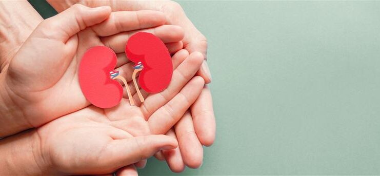 due mani che tongono in due reni stilizzati per la giornata mondiale del rene